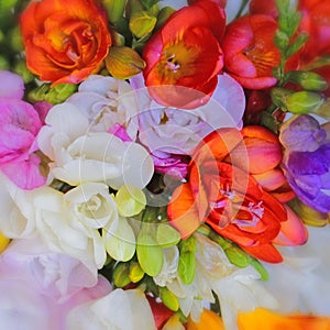 Colorful freesia flowers top view, natural background