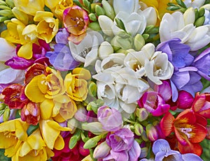 Variety of colorful freesias closeup