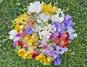 Variety of colorful freesias
