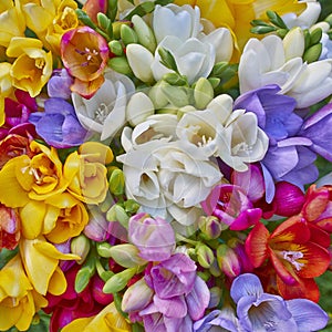 Variety of colorful freesias