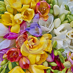 Variety of colorful freesias