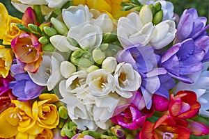 Variety of colorful freesias