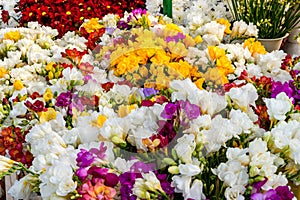 Variety of colorful freesias, floral background