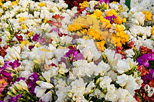 Variety of colorful freesias, floral background