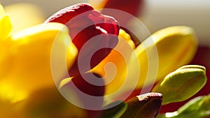 Variety of colorful freesias, macro shot