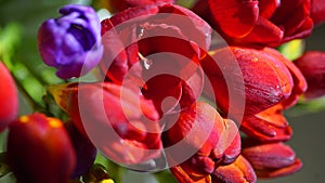 Variety of colorful freesias, macro shot