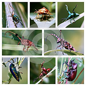 Variety of colorful insects and bugs on in a different positions