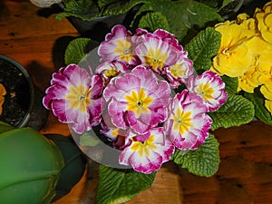 The variety of colorful Primrose