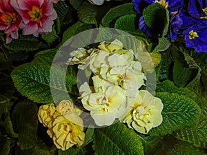 The variety of colorful Primrose