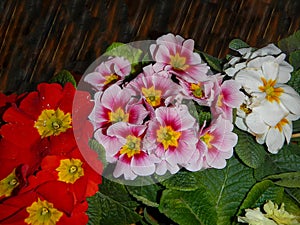 The variety of colorful Primrose