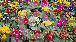 A variety of colorful primula acaulis flowers are displayed.