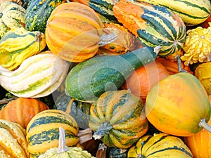 Variety of Colorful Pumpkins