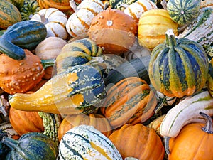 Variety of Colorful Pumpkins II