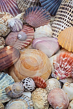 Variety of colorful sea shells