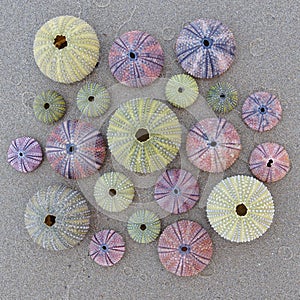 Variety of colorful sea urchins