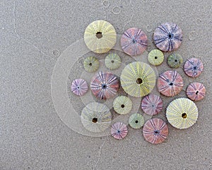 Variety of colorful sea urchins