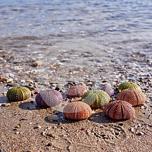 Variety of colorful sea urchins on the beach and calm sea water