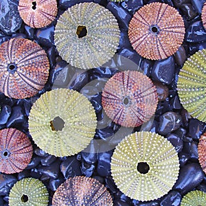 Variety of colorful sea urchins on black pebles beach