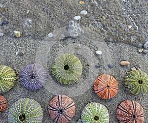 Variety of colorful sea urchins on sand beach with incoming sea water.