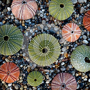 Variety of colorful sea urchins on wet pebbles beach top view