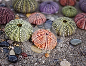 Variety of colorful sea urchins on wet sand beach