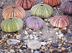 Variety of colorful sea urchins on wet sand beach