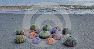 Variety of colorful sea urchins on wet sand beach by the seaside.