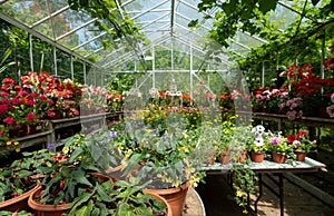 Variety of colourful flowersin the greenhouse at West Green House, Hampshire, UK