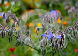 Variety of colourful wild flowers including edible borage growing in the garden at Hidcote Manor, the CotswoldK