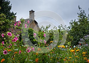 Variety of colourful wild flowers including magenta coloured mallow trifida with green eye, at Hidcote Manor in the Cotswolds, UK