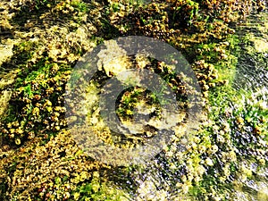 Variety of Corals, Kurusadai Island, Gulf of Mannar Biosphere Reserve, Tamil Nadu, India