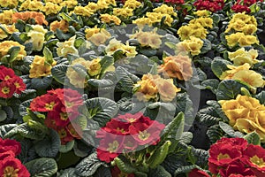 Variety of cultivated primula