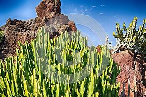 Variety of different cactus