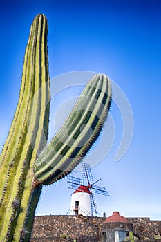 Variety of different cactus