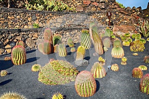 Variety of different cactus