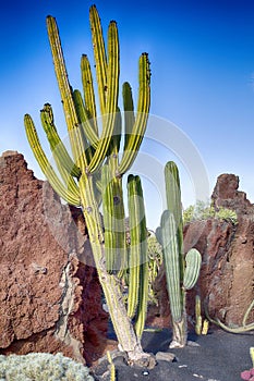 Variety of different cactus