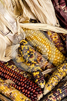 Variety of different colored Indian corn on display