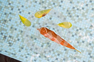 A variety of different colored leaves floating in the pool, symbolizing the fact that no two people are alike and we should celebr