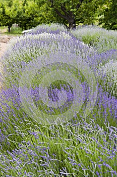 Rows of Blooming Lavender plants