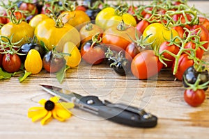 Variety of different rare tomatoes