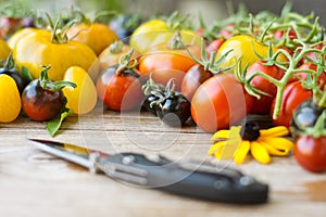 Variety of different rare tomatoes