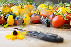 Variety of different rare tomatoes