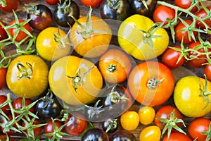 Variety of different rare tomatoes