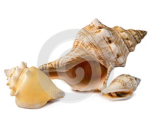 Variety of different shell souvenirs isolated on the white background