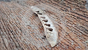 Variety of dried edible seeds on a tabletop surface