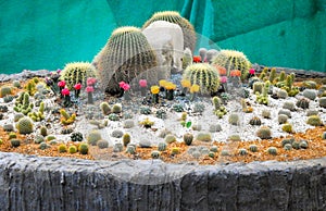 A variety of echinopsis cactus growing at Malsi Dehradun city zoo. Uttarakhand India