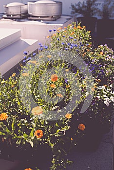 Edible flowers growing in an urban roof garden photo