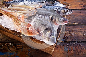 Variety of edible fresh marine fish on ice