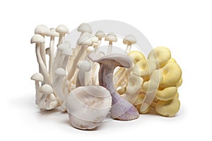 Variety of edible mushrooms