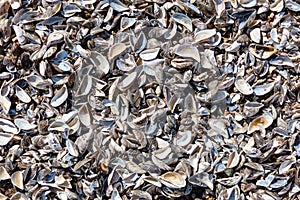 Variety of empty cockleshells on the beach texture background